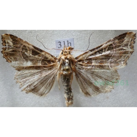 Callopistria juventina (Stoll, 1782) Roztropnica młodzianka Czech31h